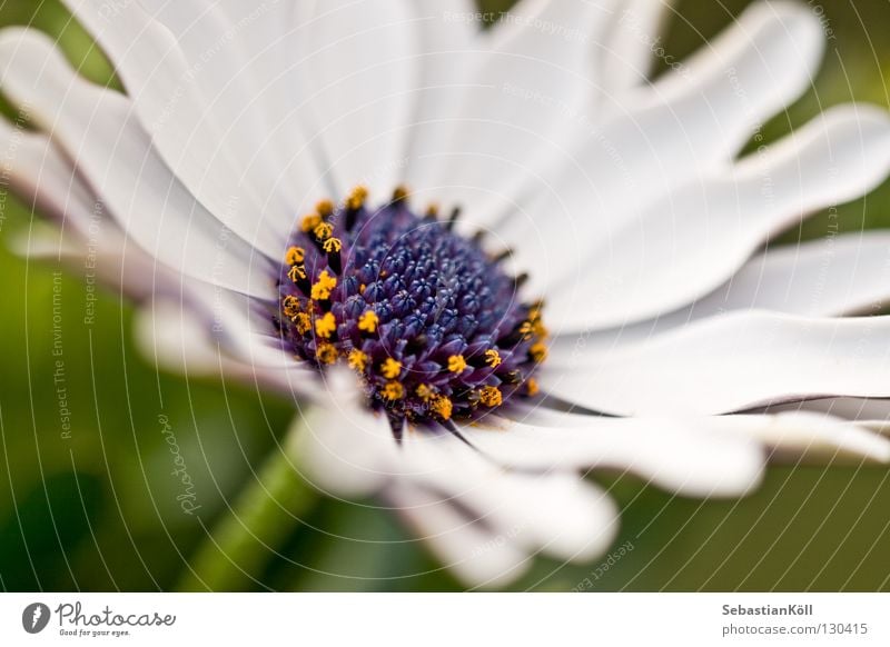 White Beauty Flower Blossom Yellow Spring Macro (Extreme close-up) Close-up Detail Blue