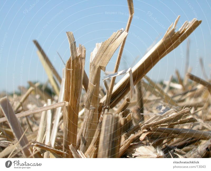 stubble field Stubble field