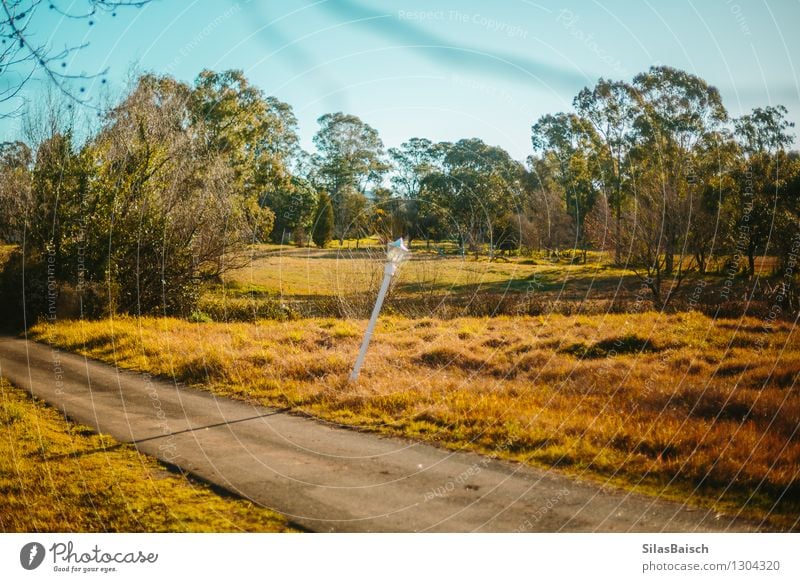 Lonely Way Living or residing Garden Environment Nature Landscape Sunrise Sunset Sunlight Summer Beautiful weather Plant Tree Flower Grass Bushes Moss Park