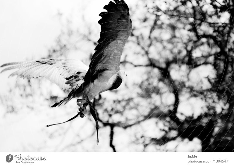 Black & White Blue Hawk Animal Wild animal Bird Wing Claw Bird of prey blue buzzard 1 Flying Hunting Speed Power Falconer falconry Freedom Black & white photo