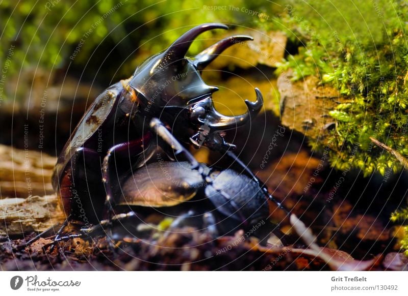 Chalcosoma atlas Insect Black Propagation Beetle Macro (Extreme close-up) Nature Flying