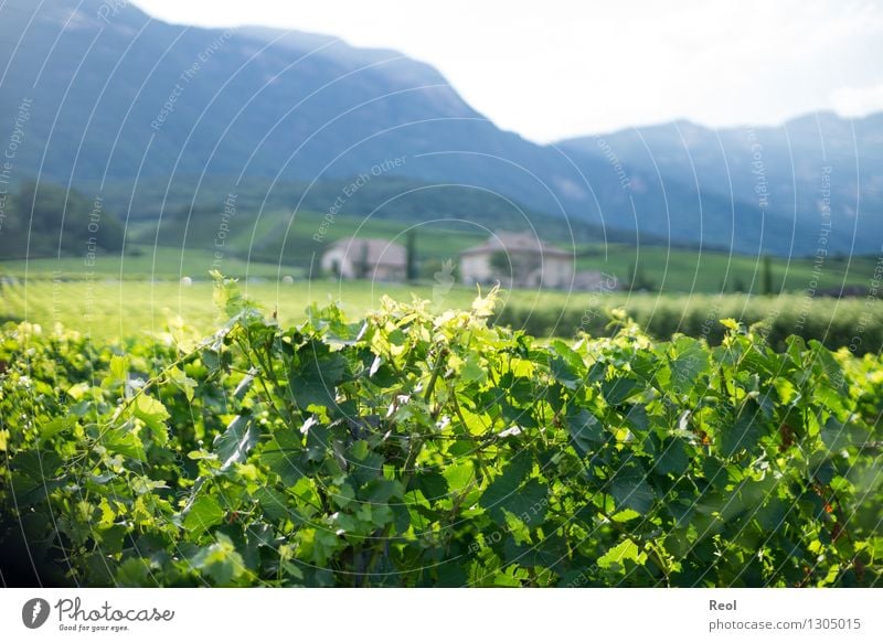 vineyards Nature Landscape Elements Summer Beautiful weather Plant Leaf Agricultural crop Wild plant Vine Hill Mountain South Tyrol Vineyard Winery Growth Green