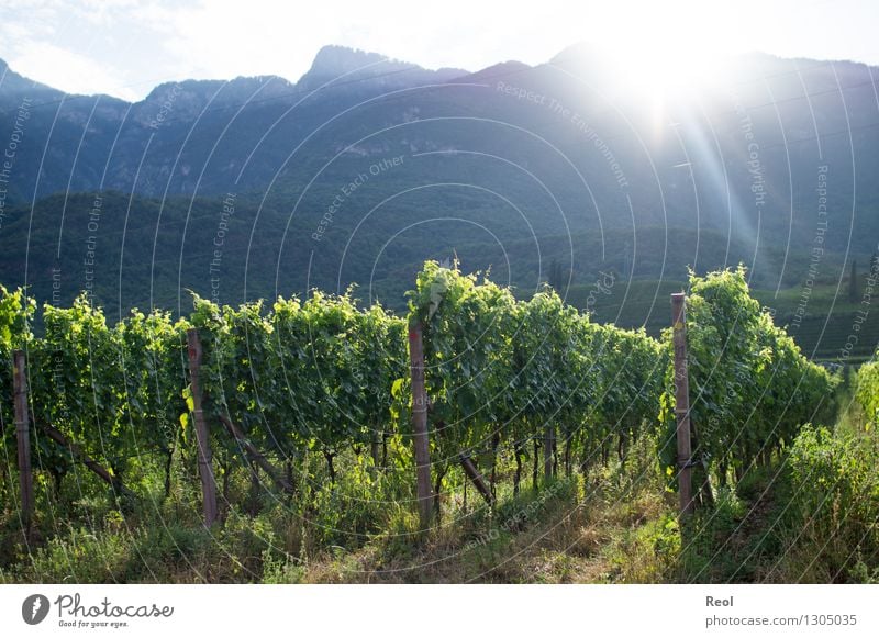 Vineyards II Nature Landscape Earth Sky Sun Sunrise Sunset Sunlight Summer Beautiful weather Plant Leaf Hill Mountain South Tyrol Green Ground Fertile Creeper