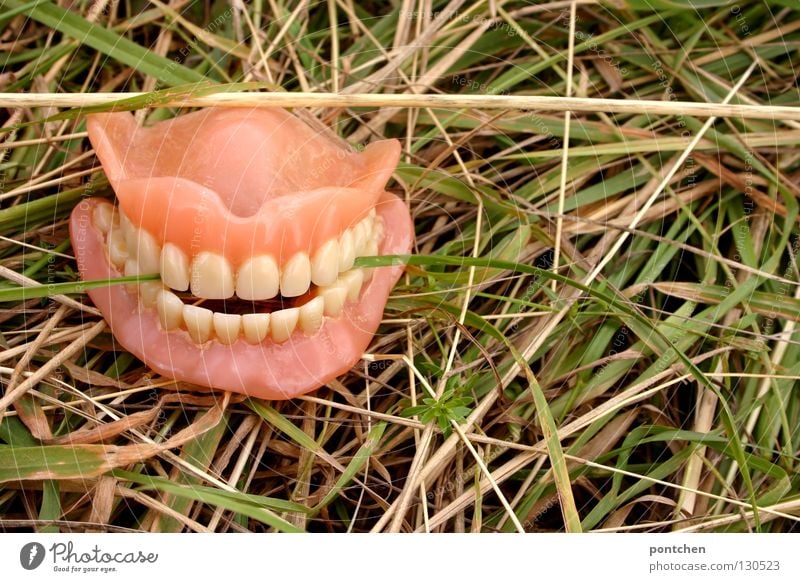 Dentures in the grass. blade of grass between teeth Teeth Grass Plastic Old Smiling Hideous Funny Crazy Trashy Purity Death Fear of the future Bizarre End