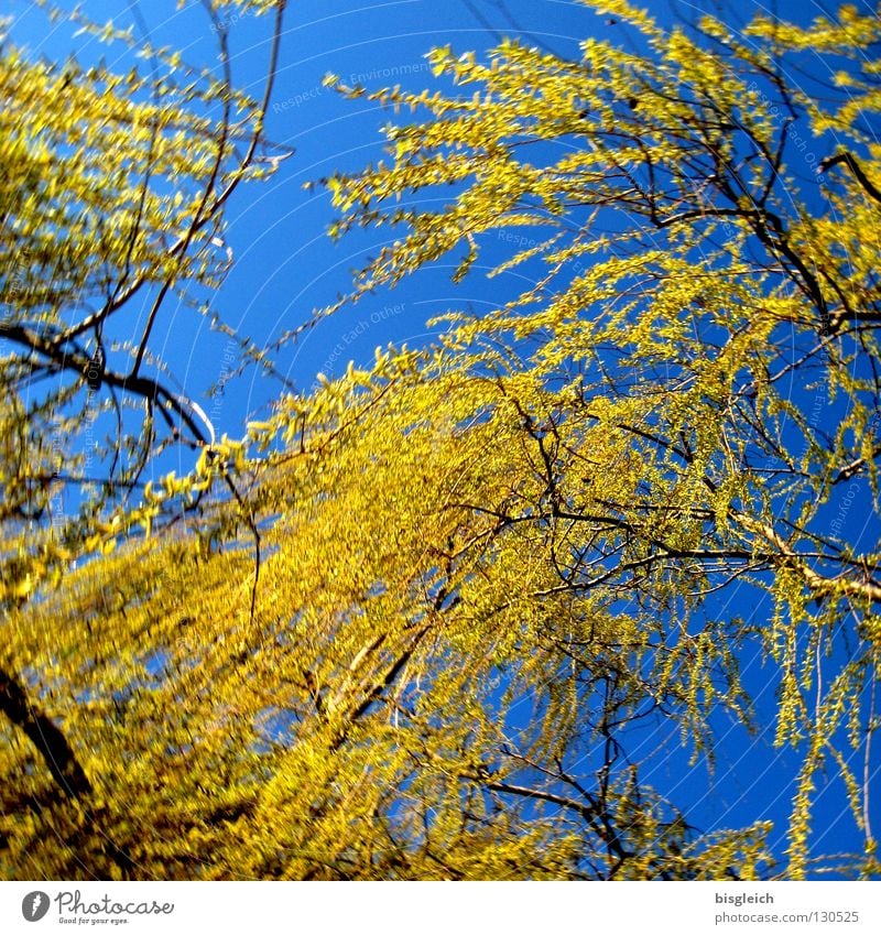 willowtree Colour photo Exterior shot Deserted Worm's-eye view Happy Sky Spring Tree Weeping willow Blue Green Hope Grief Distress Willow tree Sadness Day