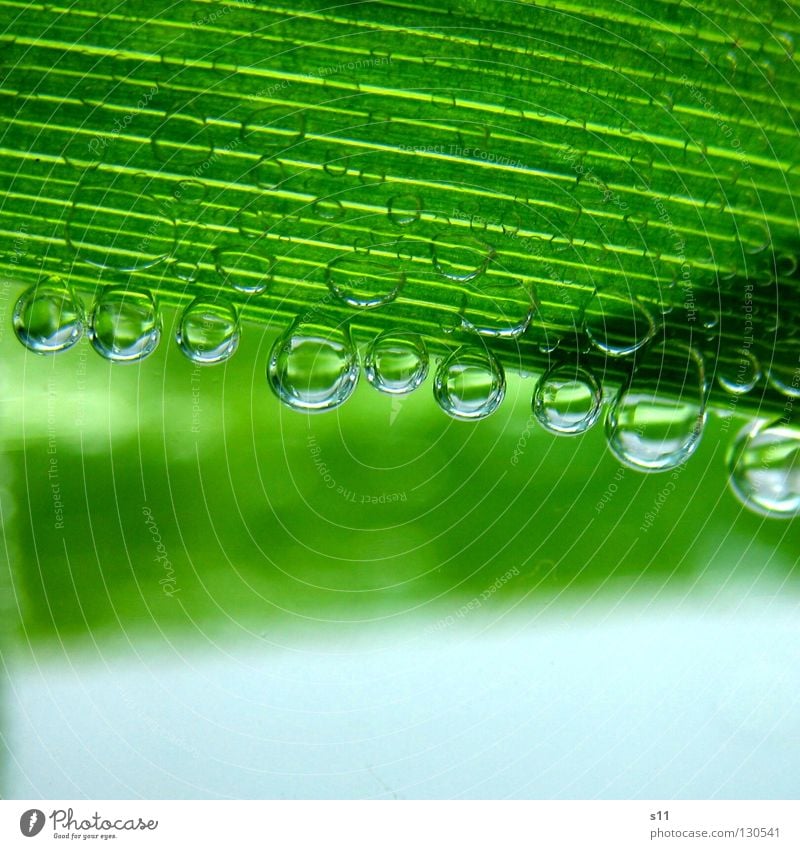 NatureBlubbies Green Life Leaf Stripe Bright green Plant Fresh Cold Bubble Wet Round Clarity Mineral water Air Refreshment Pure Force Macro (Extreme close-up)