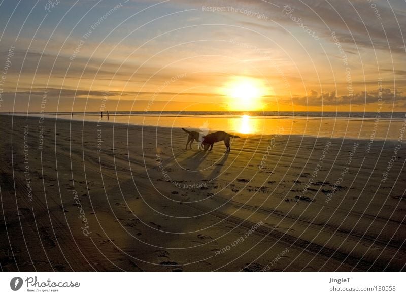 not only III Beach Coast Lake Ocean Body of water Sea water Tide Low tide Clouds Brown Black Waves Surf Reflection Dusk Shadow Dog Labrador Calm Serene