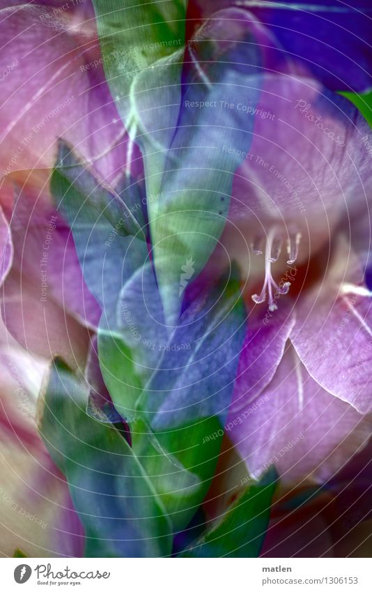 sword flower Plant Leaf Blossom Blossoming Fresh Blue Green Violet White Gladiola Double exposure Colour photo Exterior shot Deserted Day Contrast