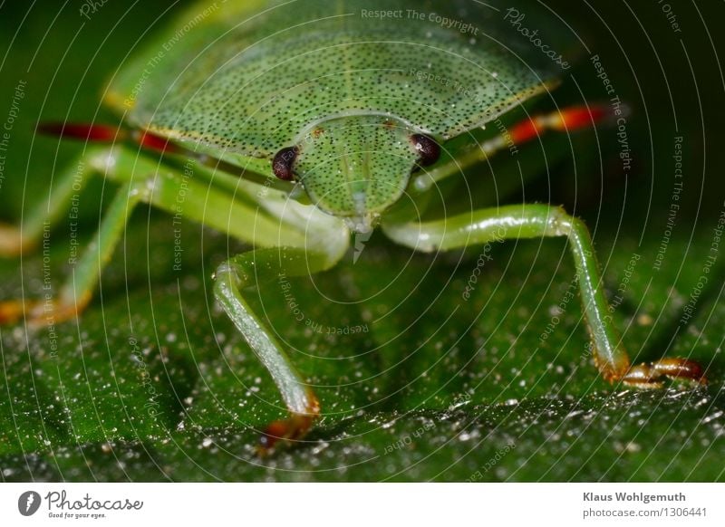 Green stuff 1 Environment Nature Animal Summer Plant Leaf Park Forest Beetle Shield bug Observe Sit Wait Red Black Feeler Compound eye Colour photo