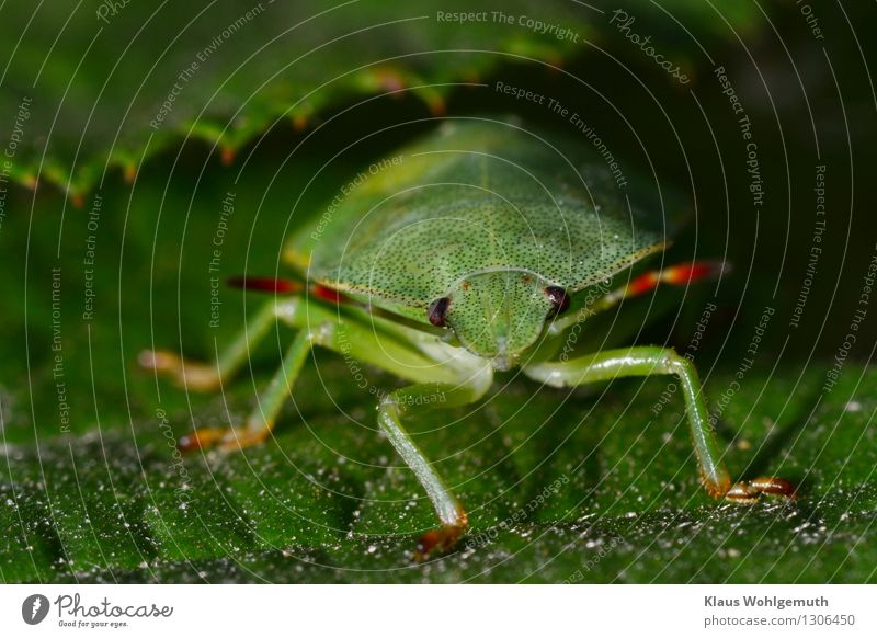 I'm a nymph. Environment Nature Animal Summer Foliage plant Meadow Forest Beetle stink bug Insect Nymph 1 Crawl Sit Yellow Green Red Feeler Compound eye