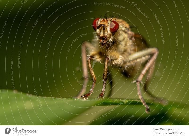 Come closer... Environment Nature Animal Fly 1 Observe Threat Creepy Brown Gray Green robber fly Summer Colour photo Exterior shot Close-up Detail