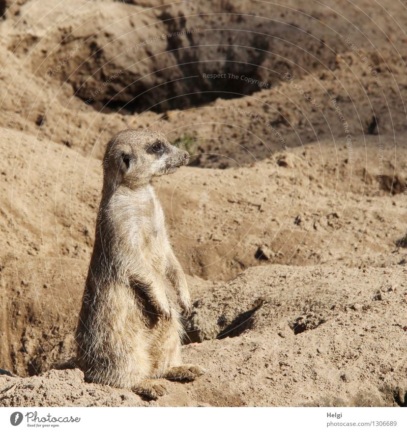 of the cave wardens... Nature Animal Summer Beautiful weather Wild animal Zoo Meerkat 1 Sand Observe Looking Sit Uniqueness Small Natural Curiosity Brown