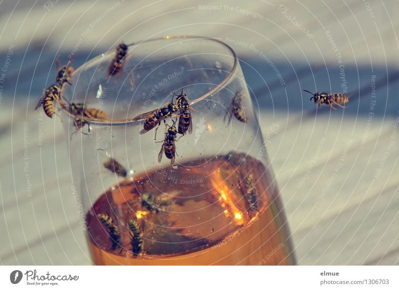 o'zapft is Beer Glass Wasps Flock Flying Crawl Drinking Threat Fluid Brash Delicious Euphoria Love of animals Goodness Watchfulness Serene Patient Thirst Fear