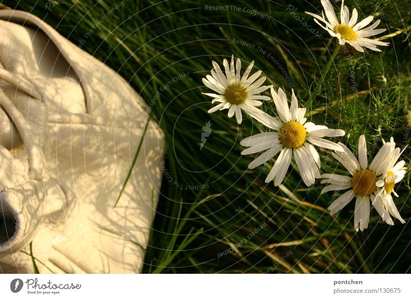 late summer Calm Trip Freedom Summer Nature Landscape Plant Flower Grass Meadow Leather Bag Green White Peaceful Marguerite Degrees Celsius Colour photo