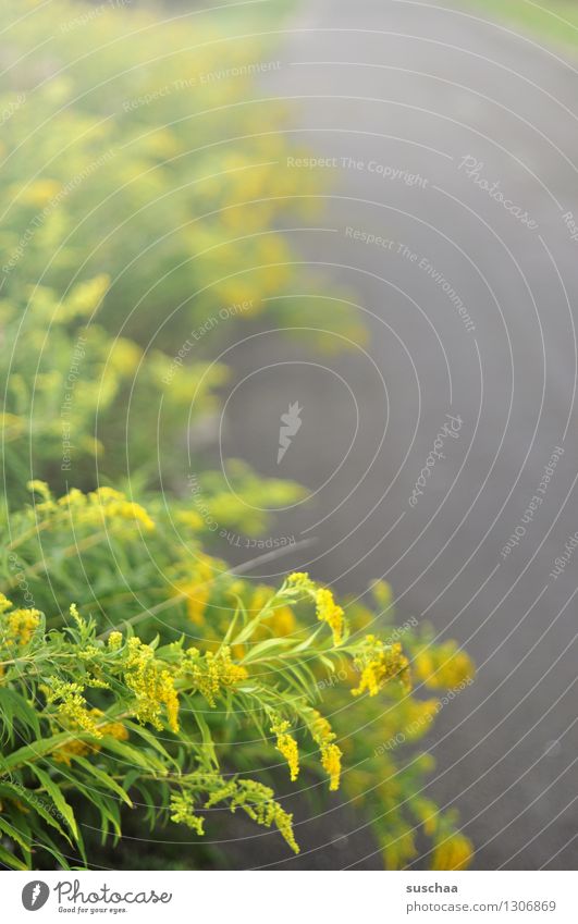 By the wayside off Street off the beaten track Country road wax green stuff Plant Flower Blossom Yellow Green Asphalt