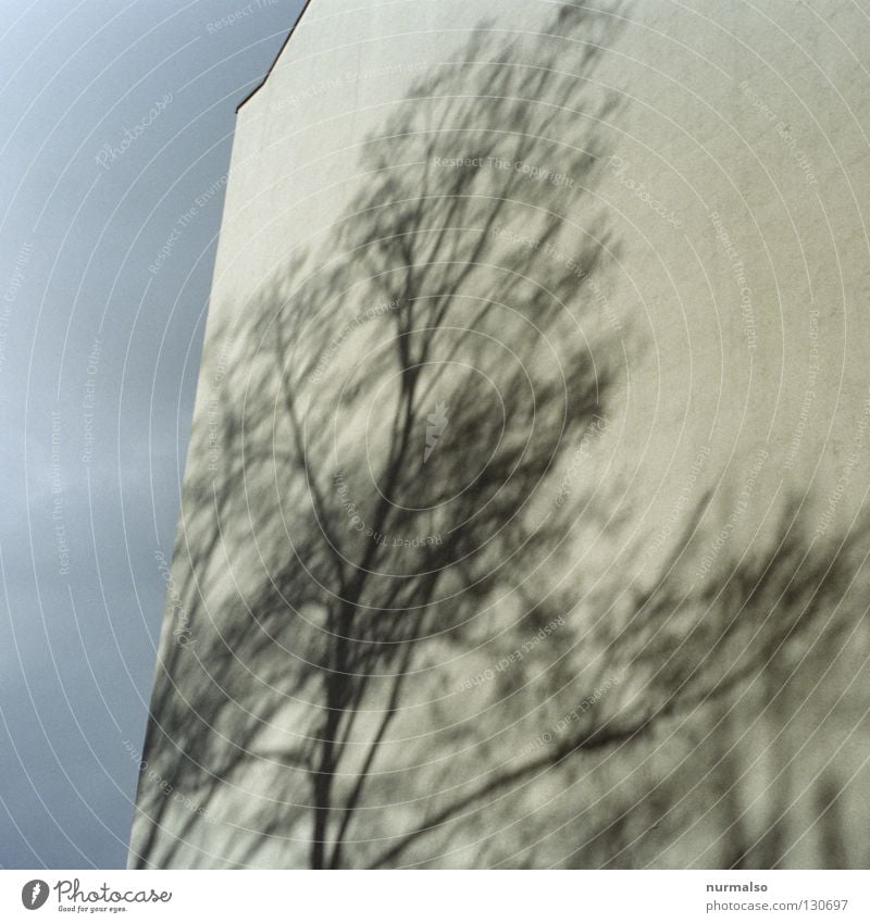 Shadow tree II Tree Wall (building) Facade Clouds Yellow Town house (City: Block of flats) House (Residential Structure) Roof Story Paintwork Leafless High-rise