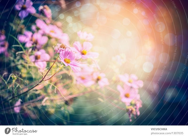 Pink flowers in your dream garden Lifestyle Style Design Summer Dream house Garden Nature Plant Sun Sunrise Sunset Sunlight Spring Autumn Beautiful weather