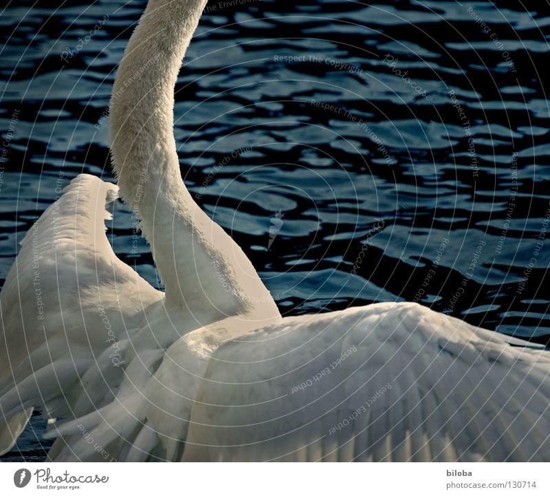 wander headlong through the countryside Swan Poultry Headless Wacky Long Large Megalomania Soft Graceful Pushing Waves Embrace Elegant Wing Black White Bird