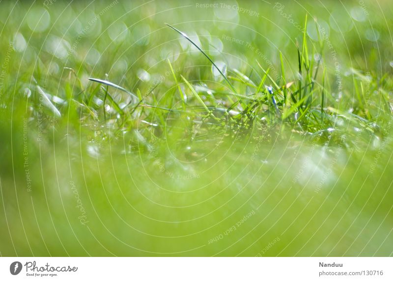 He's coming! Meadow Summer Spring To enjoy Well-being Grass Blade of grass Blur Depth of field Green Fresh Plant Growth Maturing time outside lie around