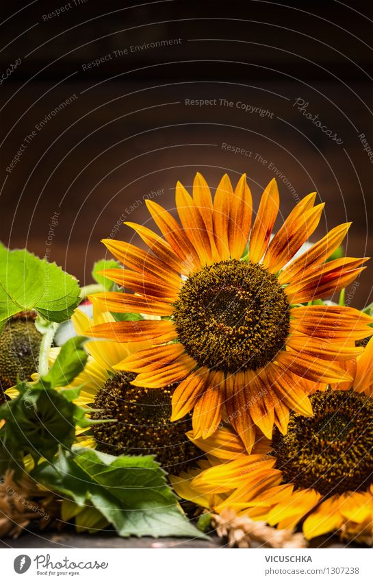 Sunflowers on a dark background Style Design Life Summer Garden Decoration Nature Plant Autumn Bouquet Retro Yellow Background picture Dark Holiday season Card