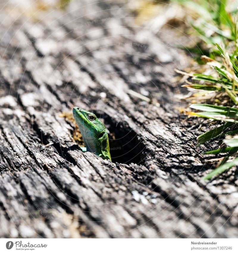 curious Nature Animal Summer Grass Wild animal 1 Wood Observe Exotic Curiosity Whimsical Reptiles Lizards Sand lizard Cave residence Earth hole Colour photo