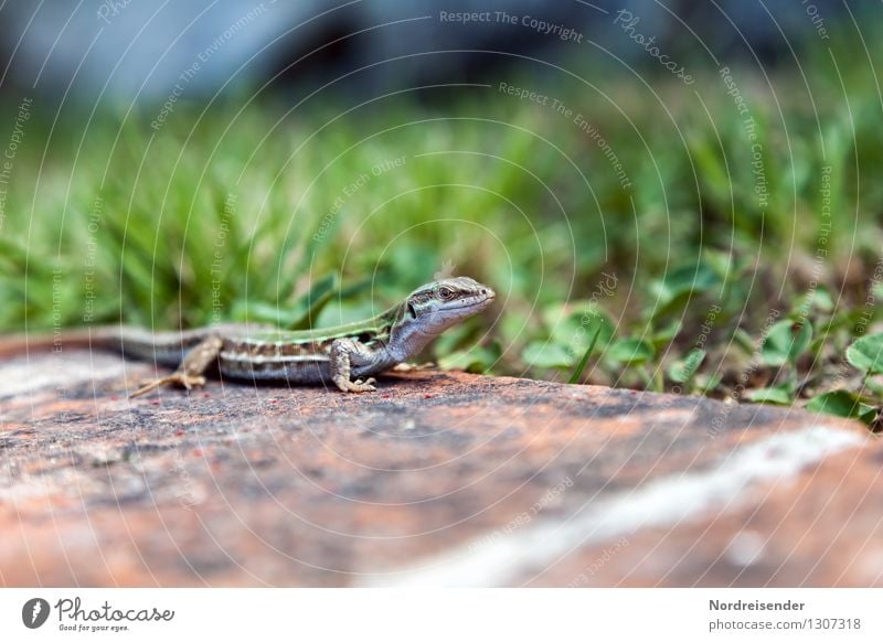 Trash 2015 | Lizard Nature Plant Animal Earth Summer Grass Meadow Wild animal Observe Hunting Wait Lizards Reptiles Colour photo Exterior shot Deserted