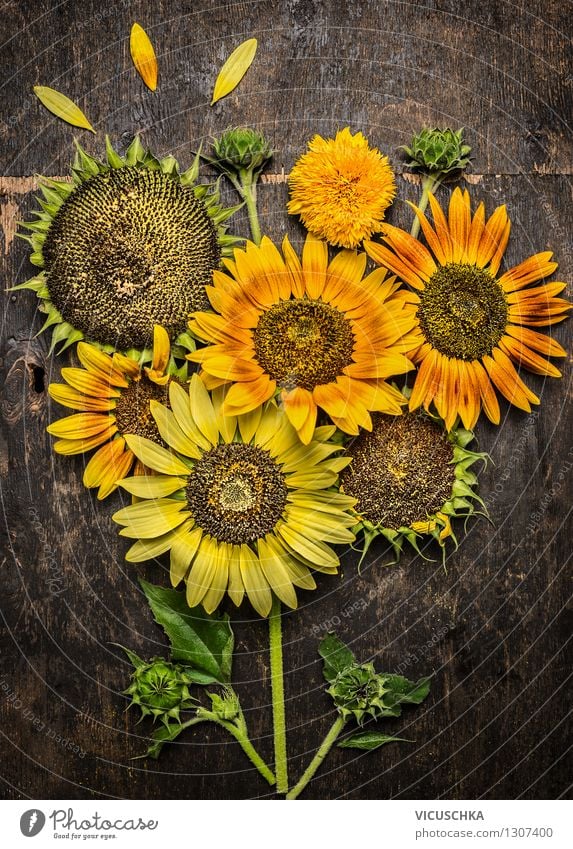 Sunflower Composing Elegant Style Design Summer Garden Nature Plant Autumn Flower Yellow Background picture Multicoloured Mature Leaf Sunflower seed