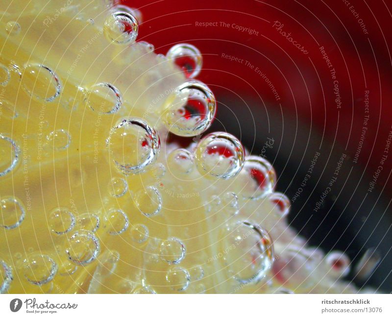 lemon slice in bubble Lemon Carbonic acid Things Glass Water Mineral water Blow