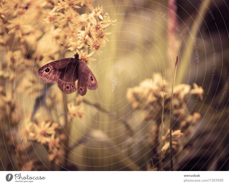 In the embrace of nature Nature Plant Animal Flower Grass Perforate St John's-wort Meadow Wild animal Butterfly Large Wall Brown Sit Contentment