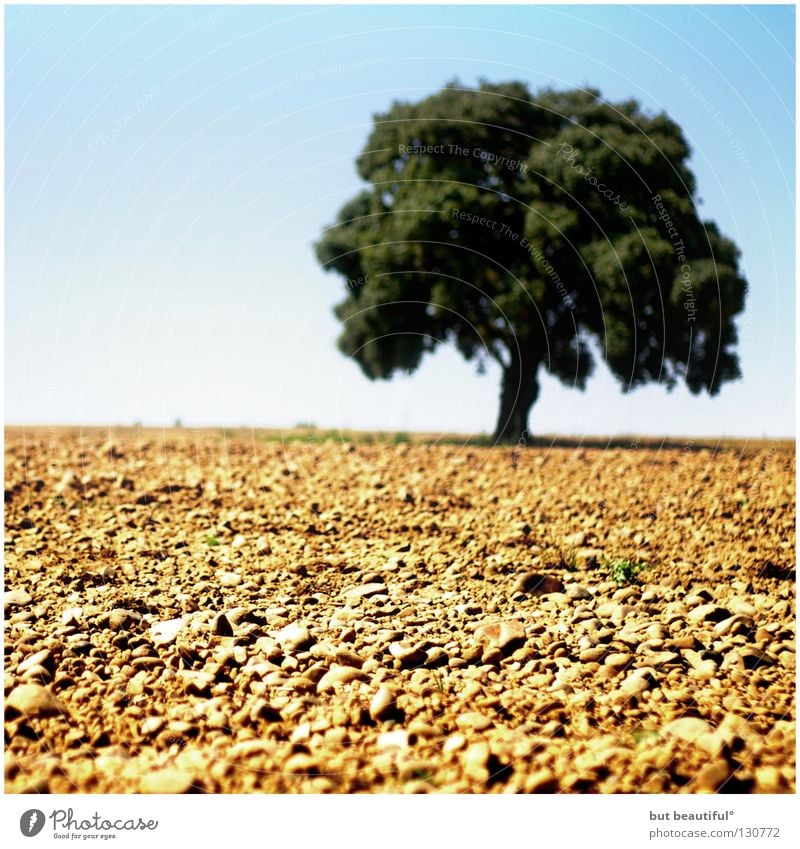 life Tree Dry Spain Hot Summer Physics Earth Sand Desert Life Landscape meseta Way of St James Camino de Santiago Warmth Thirst