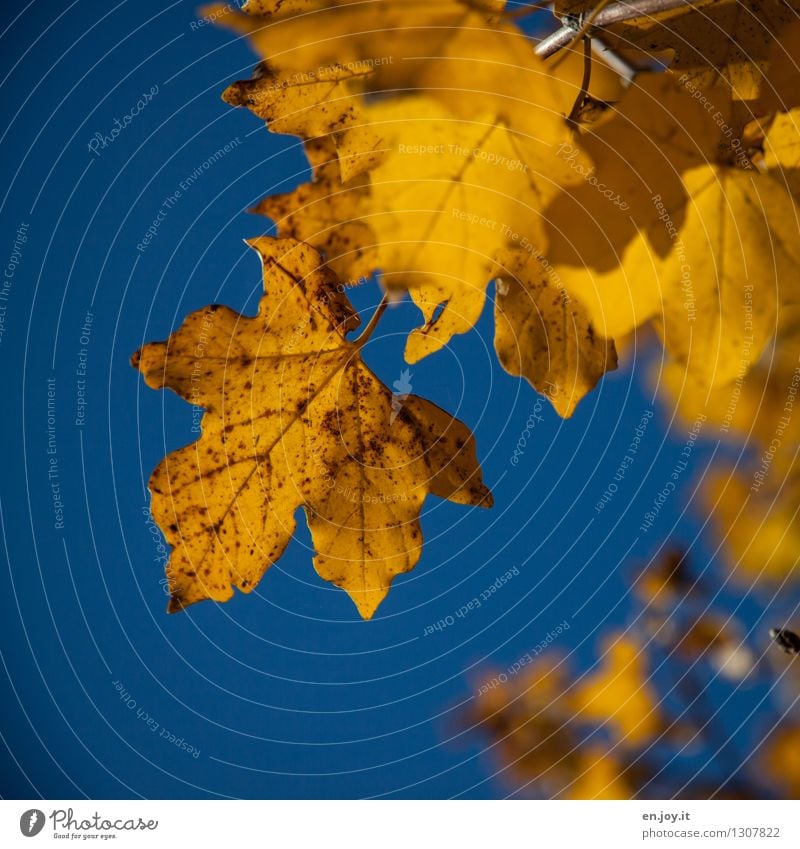 age spots Nature Plant Sky Cloudless sky Sunlight Autumn Climate Climate change Beautiful weather Tree Leaf Deciduous tree Autumn leaves Autumnal Maple tree