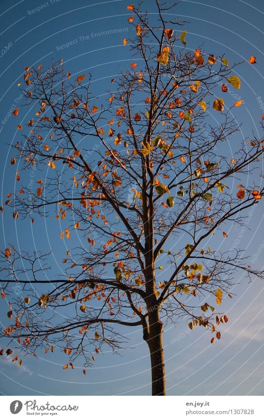 unshaken Environment Nature Plant Sky Cloudless sky Sunlight Autumn Climate Climate change Weather Beautiful weather Tree Deciduous tree Autumn leaves Old