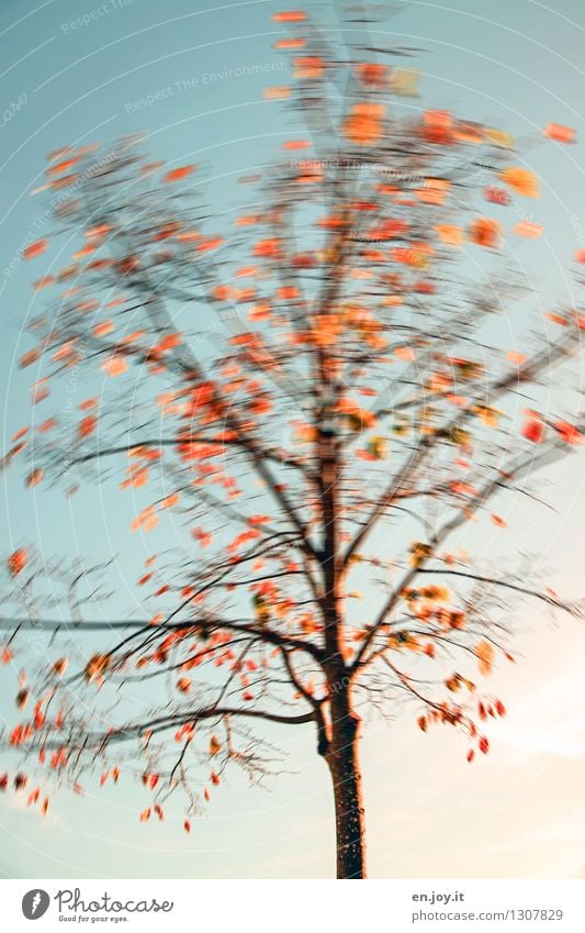 Tree shake you Nature Plant Sky Autumn Climate Climate change Weather Wind Gale Deciduous tree Autumn leaves Blue Orange Joie de vivre (Vitality) Bizarre Life