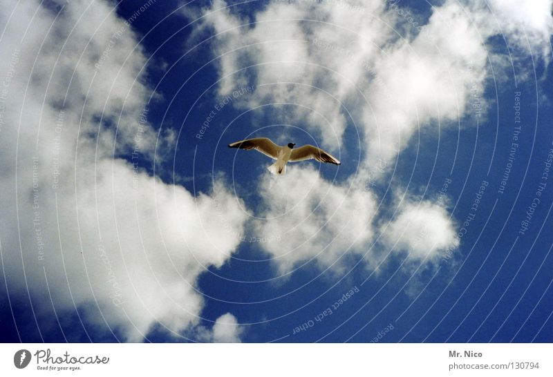 high Seagull Bird Heavenly Sky blue Clouds Bad weather Breeze Air Aviation Handbill Span Disperse Loneliness Beak Flying Infinity Tall Above soar mew sea mew