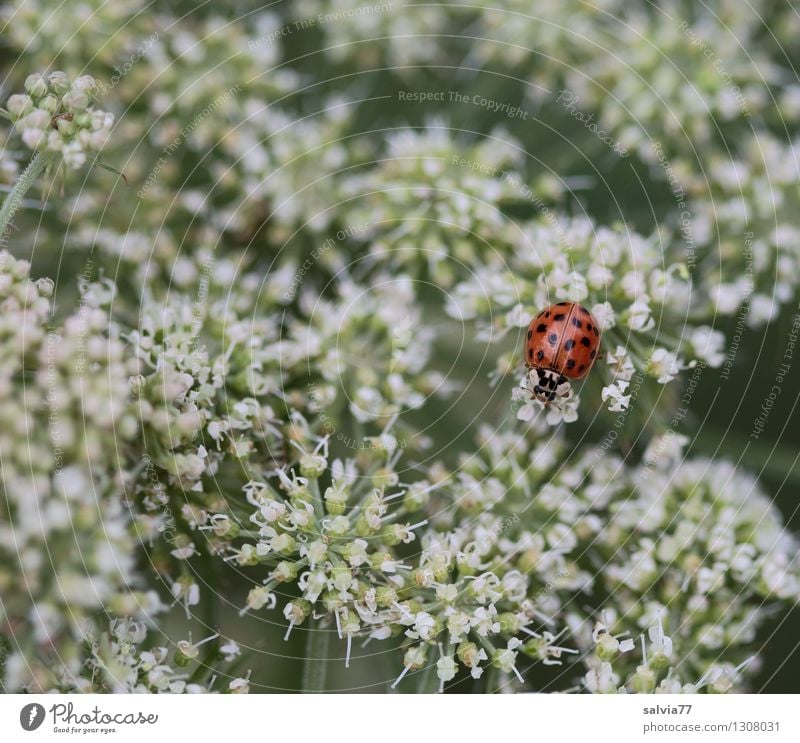 dashes of colour Health care Wellness Harmonious Well-being Contentment Senses Environment Nature Plant Animal Spring Summer Flower Blossom Wild plant Apiaceae