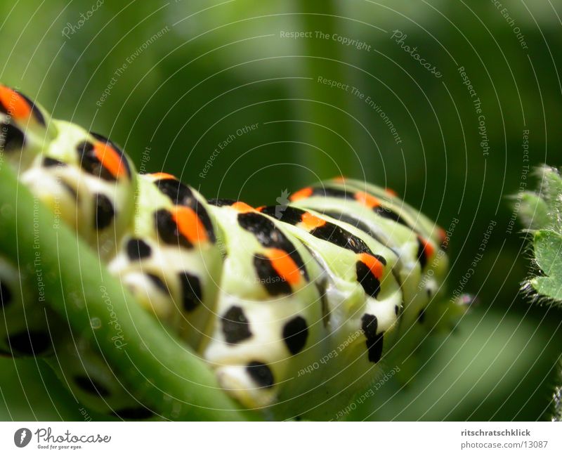 caterpillar Caterpillar