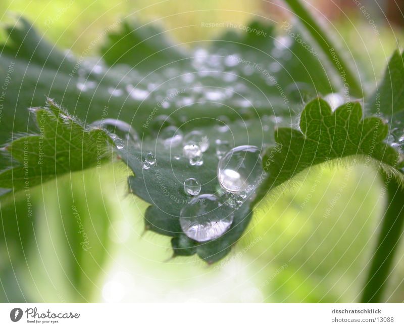 morning dew Leaf Rope Water Drops of water