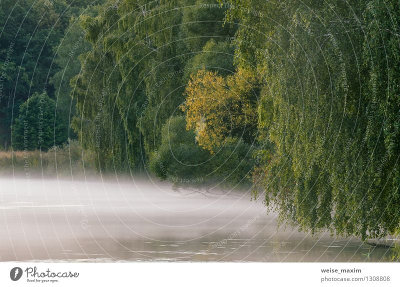 Foggy Morning on the river Nature Landscape Plant Earth Water Summer Weather Tree Grass Bushes River bank Navigation Free Fresh Beautiful Uniqueness Yellow