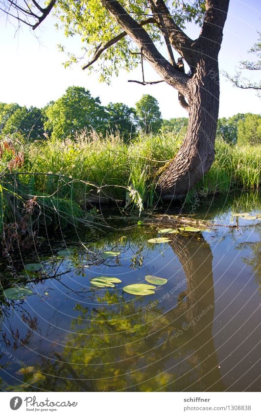 Spreewald close to the water. Environment Nature Landscape Plant Summer Beautiful weather Tree Grass Bushes Foliage plant Wild plant River bank Brook Blue Green