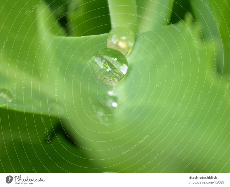 morning dew the second Leaf Rope Water Drops of water