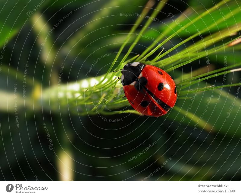 marienkaefer Wheat Ladybird Macro (Extreme close-up)