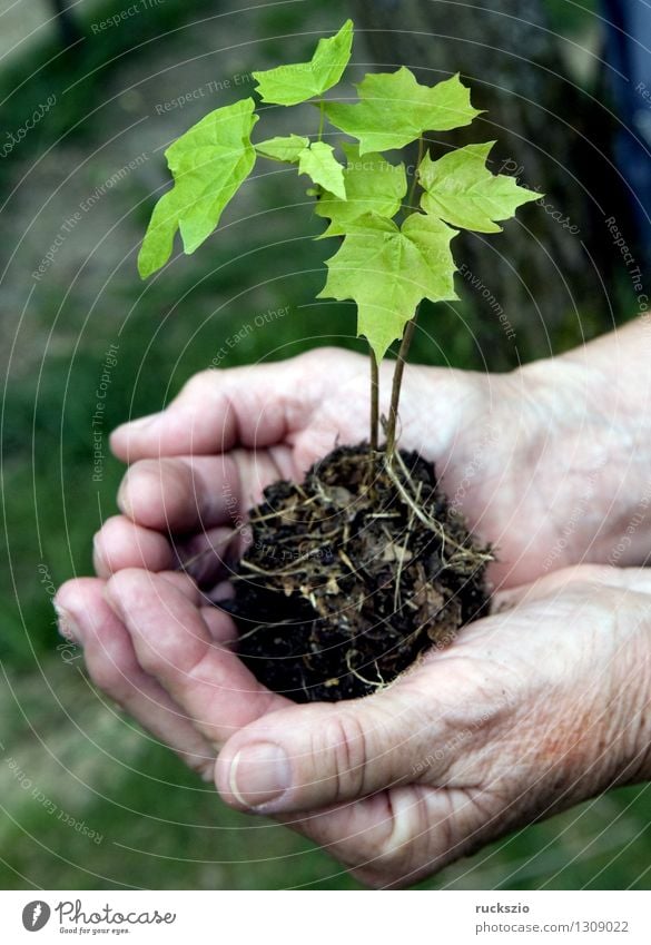 Sproessling in hand, maple, Hand Plant Tree Leaf Discover Maple tree acer maple sprout Earth Impression youthful young tree Boy (child) younger Plantlet