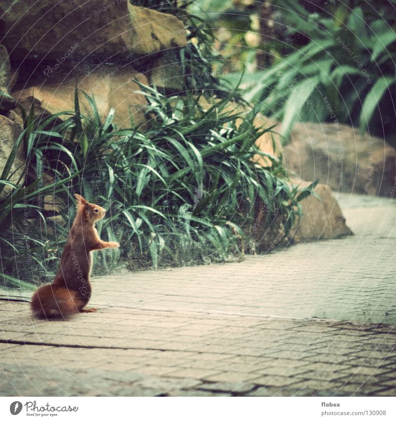 Locked out Squirrel Animal Rodent Brown Red Auburn Pelt Disheveled Bushy Tails Sweet Small Cute Closed Exclude Glass door Stand Mammal Boredom red squirrel