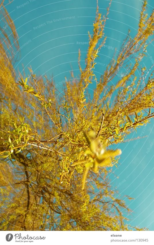 ::EXPLOSION:: Yellow Red Swing Weeping willow Tree Spring Blossom Colour Orange Blue Flying Pasture Bud elson