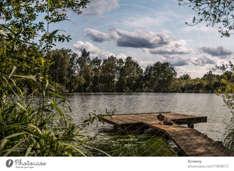 Footbridge at the lake #1 Nature Landscape Plant Animal Water Sky Clouds Summer Beautiful weather Tree Grass Bushes Lakeside Wild animal Bird Duck 2 Relaxation