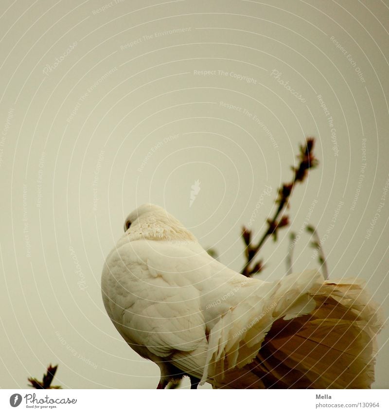 looking up his skirt Environment Nature Animal Bird Pigeon 1 Crouch Sit Natural Gloomy Gray White Peace Dove of peace Colour photo Exterior shot Deserted