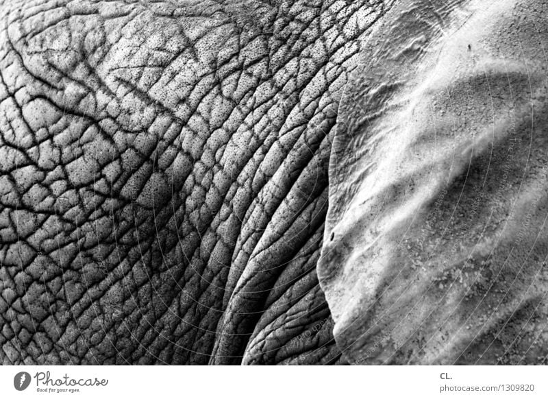 Elephantös Animal Wild animal Zoo Elephant skin Elefantears 1 Old Love of animals Senior citizen Black & white photo Structures and shapes Deserted Day