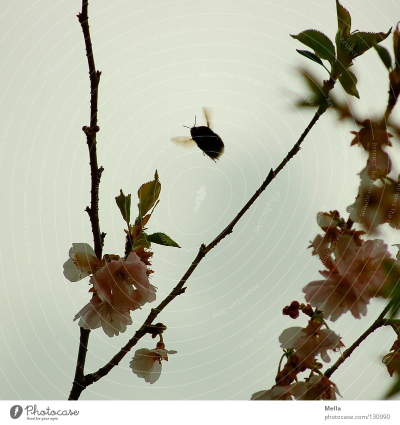 bumblebee flight Bumble bee Insect Blossom Tree Stamen Honey Collection Work and employment Diligent Feeler Spring Gray Dreary Gloomy Pink Pastel tone Soft Fat