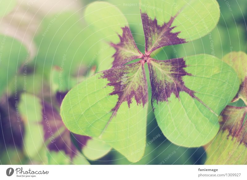 Good luck. Nature Garden Happy Four-leafed clover Good luck charm Clover Cloverleaf Green Congratulations Card Four-leaved Leaf Bright green Desire