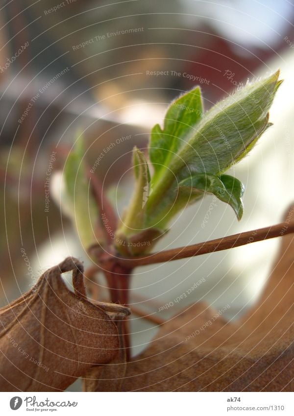 Spring will come Leaf Green Plantlet